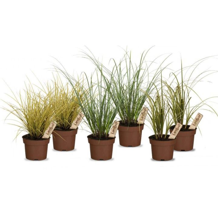 Bunter Gr&auml;sermix Schatten (6er-Set)