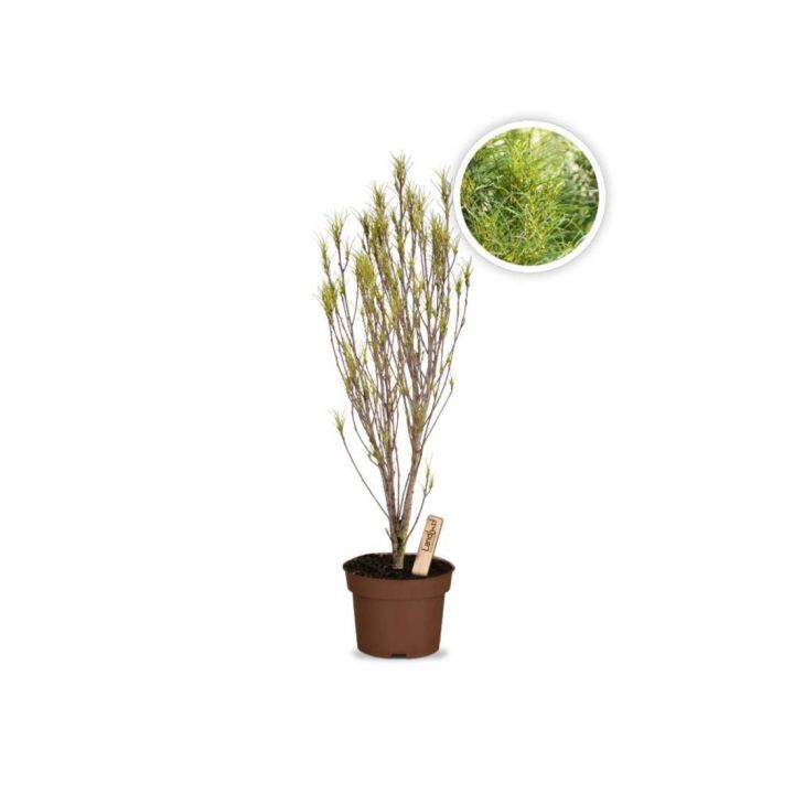 Farnbl&auml;ttriger S&auml;ulenbaum