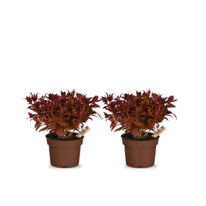 Weigelie Feuerfl&uuml;gel (2er-Set)