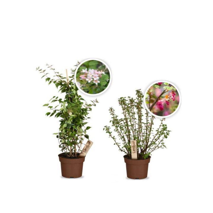 Bezauberndes Bl&uuml;tenduo (2er-Set)