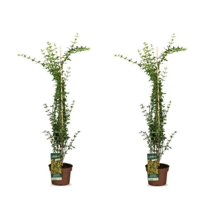 Kletterk&ouml;nigin Jasmin 2er Set