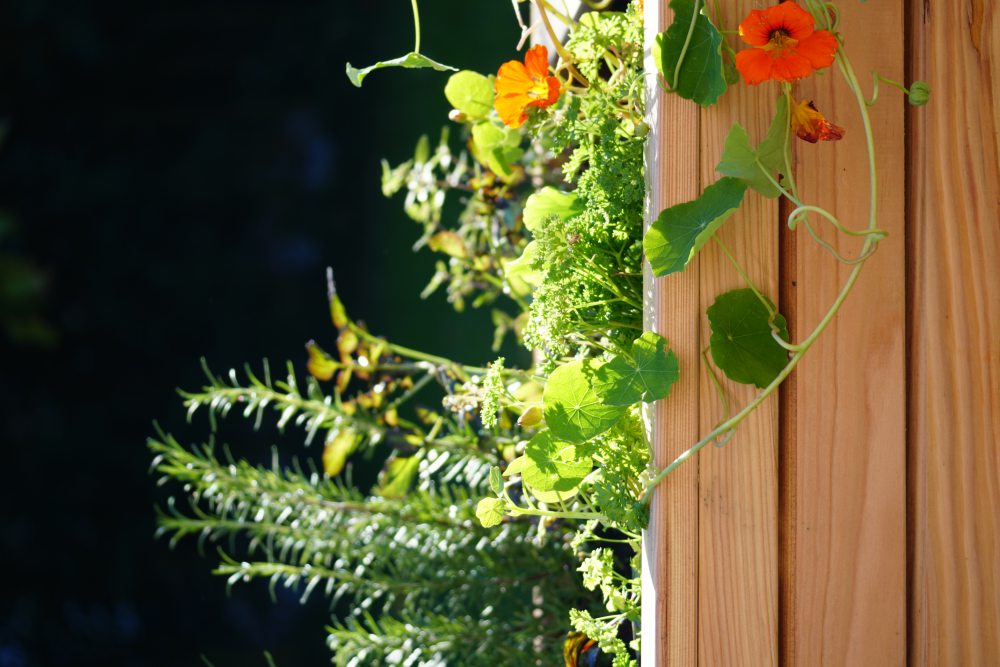 Ein Holzhochbeet mit verschiedenen grünen Kräutern und Pflanzen, darunter Rosmarin und Kapuzinerkresse mit orangen Blüten. Das Beet steht im Freien mit unscharfem, dunklem Hintergrund, der von Sonnenlicht beleuchtet wird. Bild verlinkt zum Produkt