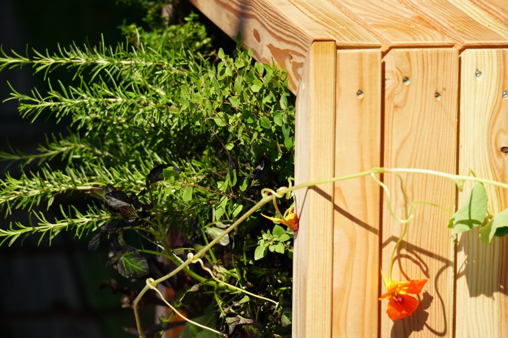 Ein mit Holzplanken gebautes Hochbeet, in dem verschiedene Kräuter wie Rosmarin und Minze wachsen, steht in der Sonne. Eine orangefarbene Blüte einer Kapuzinerkresse hängt an einem der Holzbretter herunter. Bild verlinkt zum Produkt