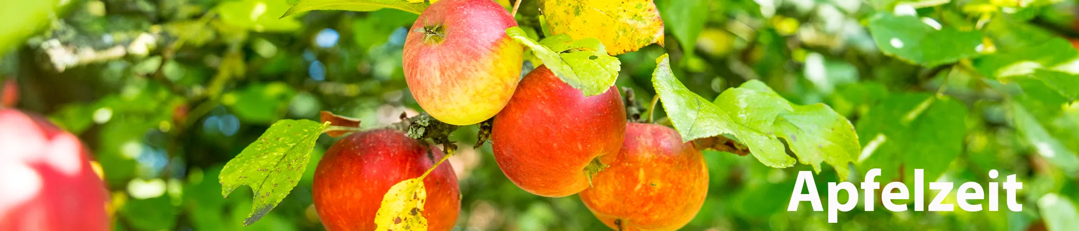 Header: Nahaufnahme von Äpfeln an einem Ast, unten rechts des Bildes steht Apfelzeit.