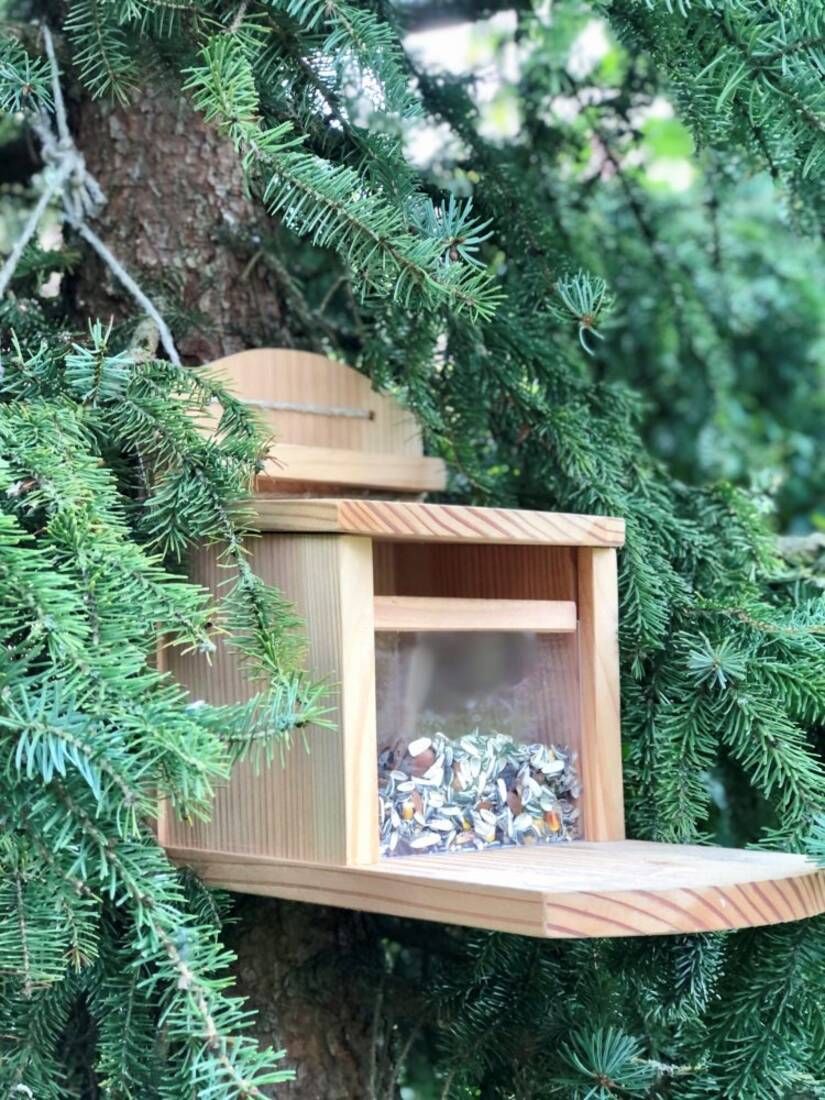 Holzvogelhaus mit Futter, montiert an einem Nadelbaumast, umgeben von grünen Zweigen.