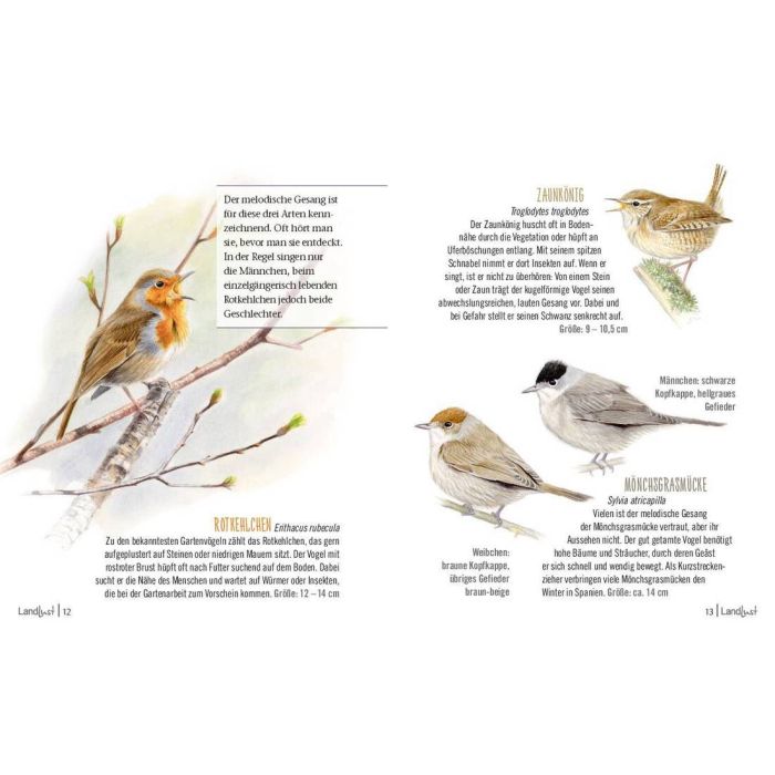 Illustration von vier Singvögeln mit Beschreibungen: Rotkehlchen oben links, bekannt für Gesang. Zaunkönig oben rechts, mit lauter Stimme. Text erklärt Geschlechtergleichheit des Rotkehlchens. Unten rechts Mönchsgrasmücken-Pärchen.