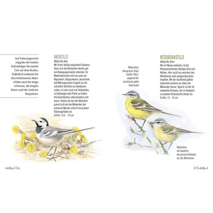 Illustration einer Bachstelze und zwei Schafstelzen mit Textbeschreibung. Bachstelze grau-weiß, auf gelben Blüten. Schafstelzen grün-gelb, mit schwarzem Kopfstreif. Informative Texte zu den Arten.