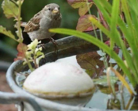 Ein Spatz sitzt am Rand eines runden Wassergartens. Der Vogel blickt aufmerksam zur Seite. Im Vordergrund befindet sich ein bemooster Stein unter Wasser, umgeben von Pflanzen mit grünen und rötlichen Blättern. Bild verlinkt zum Workshop.
