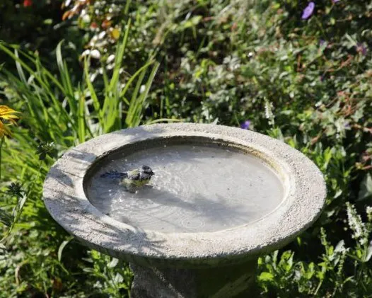 Steinerne Vogeltränke in einem Garten, gefüllt mit Wasser, in dem eine kleine Blaumeise badet. Die Tränke steht auf einem Sockel, umgeben von grünem Laub und blühenden Pflanzen. Die Szene wird von Sonnenlicht beleuchtet,  Bild verlinkt zum Workshop.
