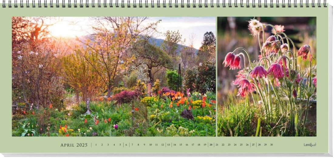 Wandkalender für April 2025 zeigt ein Bild von einem blühenden Garten bei Sonnenuntergang links und Nahaufnahme von rosa Blumen rechts. Spiralbindung oben, Monatsübersicht darunter. Bild verlinkt zum Produkt.