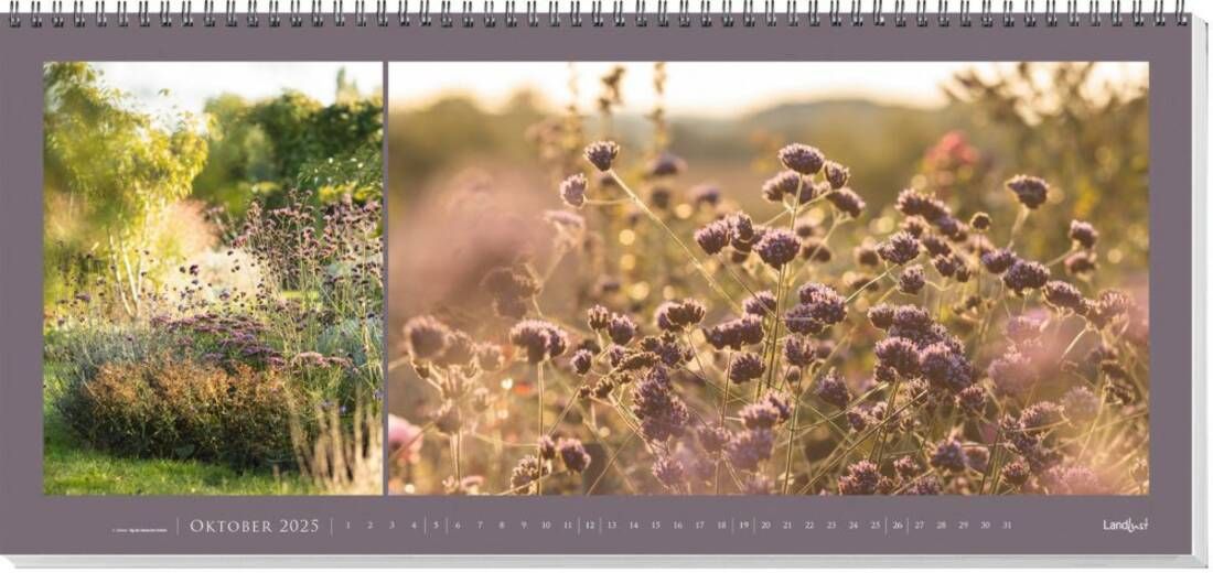 Kalenderseite mit zwei Bildern von blühenden Disteln in einer Wiese, eingerahmt in violett. Links ein Bild mit Bäumen im Hintergrund, rechts eine Nahaufnahme der Blumen in weichem Licht. Text: "Oktober 2023" unten auf der Seite.Bild verlinkt zum Produkt.