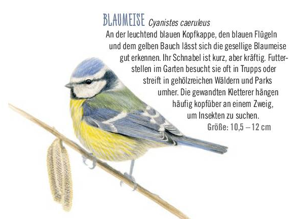 Die Blaumeise