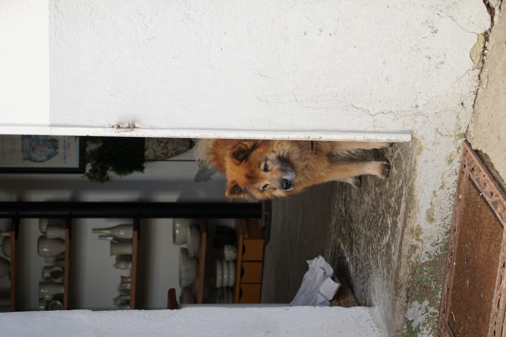 Ein flauschiger Hund blickt aus einer offenen Tür, im Hintergrund Regale mit Geschirr.