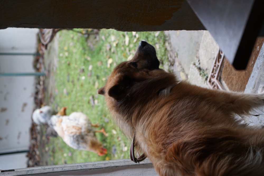 Ein Hund steht in einer offenen Tür und schaut in einen Garten, in dem zwei Hühner auf Gras umherlaufen.