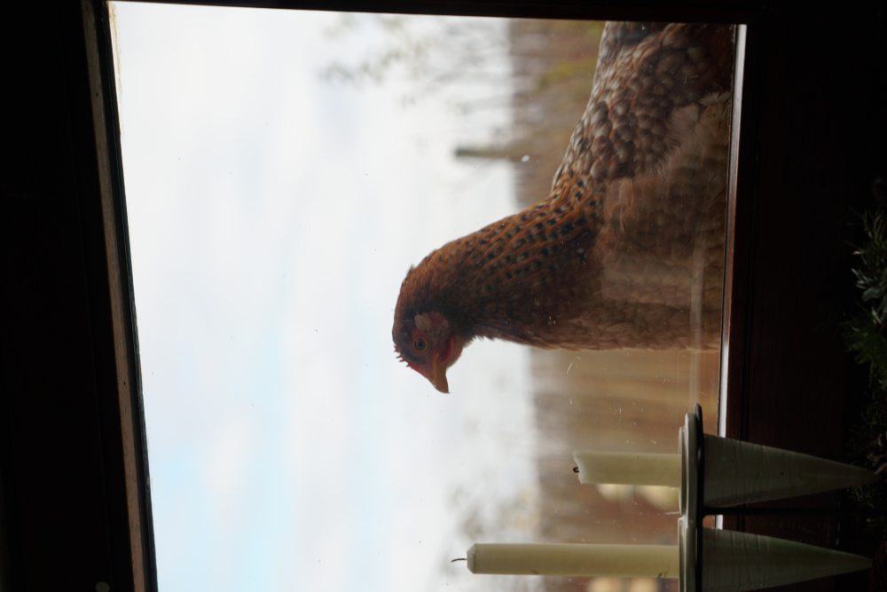 Ein Huhn steht draußen vor einem Fenster. Im Vordergrund sind unscharf drei Kerzenhalter erkennbar. Der Hintergrund zeigt eine verschwommene, ländliche Landschaft.