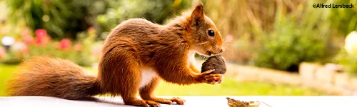 Ein rotes Eichhörnchen sitzt im Profil, hält eine Nuss mit den Vorderpfoten. Der Hintergrund ist verschwommen, zeigt grüne Pflanzen und vereinzelte rote Blüten.
