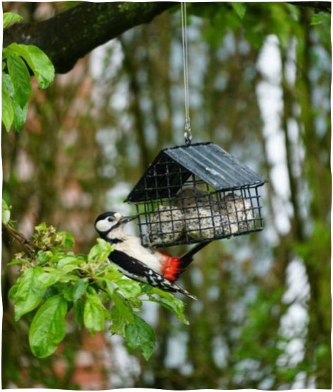 Ein Buntspecht sitzt auf einem Zweig neben einem hängenden Vogelfutterspender in einem Gartenbereich. Der Futterspender ist mit einem metallenen Gittergehäuse umgeben, umgeben von grünen Blättern. Bild verlinkt zum Produkt.