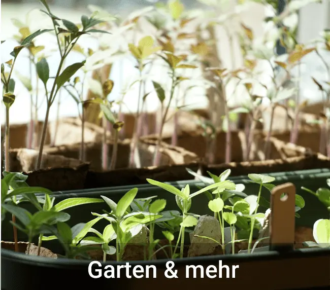 Den Garten für den Sommer vorbereiten