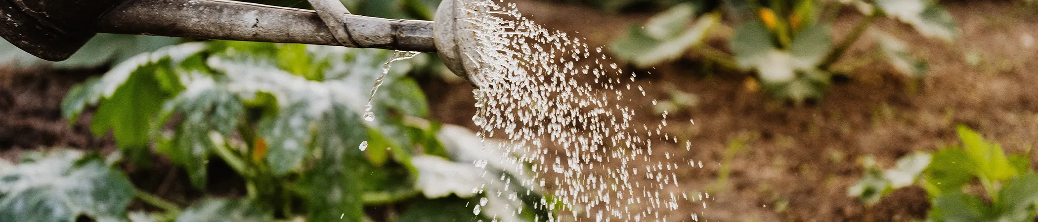 Eine Gießkanne bewässert einen Garten mit grünen Pflanzen. Wasser fließt in einem gleichmäßigen Strahl aus der Gießkanne auf die Pflanzen. Im Hintergrund sind verschwommene Blätter und Erde sichtbar.