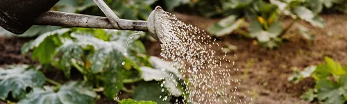 Eine Gießkanne bewässert einen Garten mit grünen Pflanzen. Wasser fließt in einem gleichmäßigen Strahl aus der Gießkanne auf die Pflanzen. Im Hintergrund sind verschwommene Blätter und Erde sichtbar.