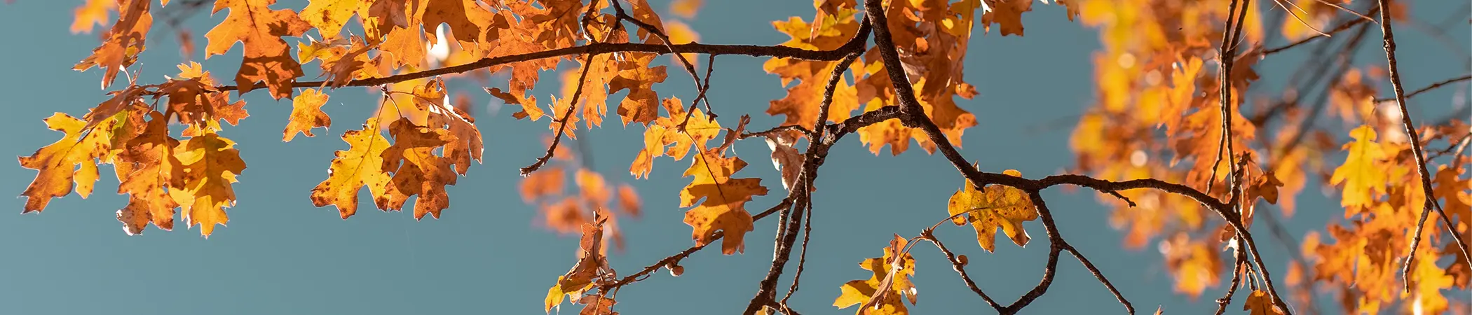 Zweig mit orangefarbenen Herbstblättern vor blauem Himmel.