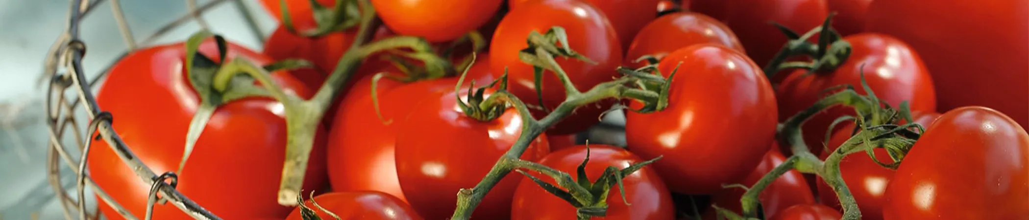 Frische rote Tomaten mit grünen Stielen liegen in einem Drahtkorb. Das Bild zeigt eine Nahaufnahme, bei der die Tomaten von natürlichem Licht beleuchtet werden, was ihre glänzende Oberfläche hervorhebt.