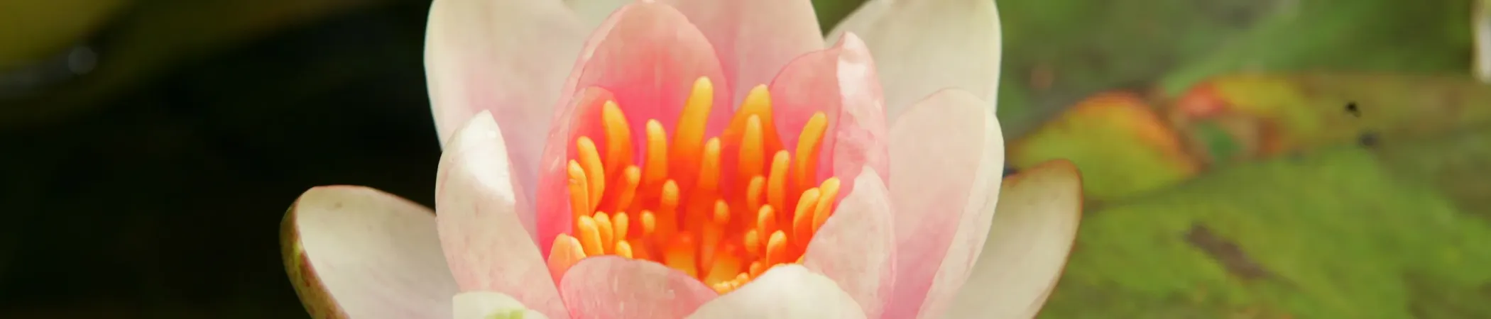 Nahaufnahme einer blühenden Seerose mit weißen Blütenblättern, die einen leichten rosa Schimmer aufweisen. In der Mitte der Blüte sind leuchtend orangefarbene Staubblätter zu sehen. Im Hintergrund sind grüne, unscharfe Blätter erkennbar.