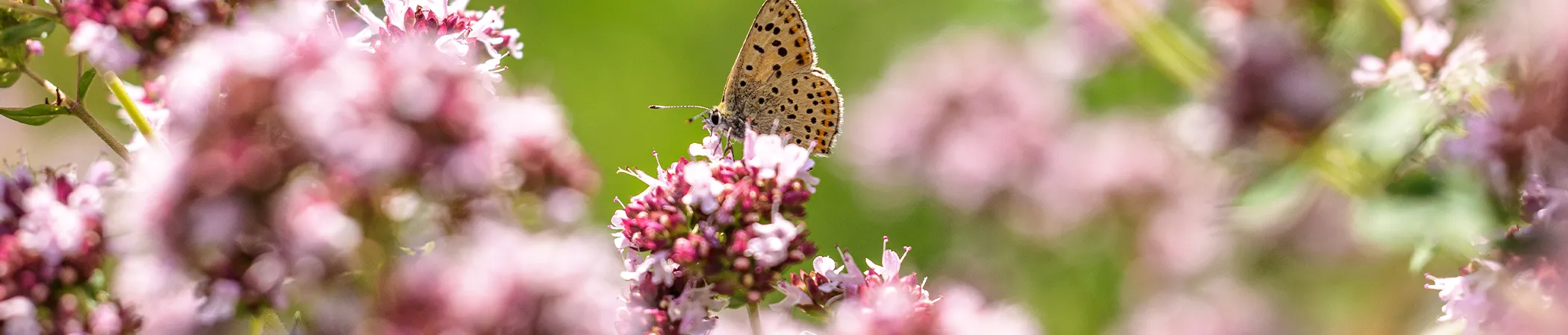 Ein Schmetterling mit bräunlichen Flügeln und schwarzen Punkten sitzt auf einer rosa-weiß blühenden Pflanze, umgeben von mehreren unscharfen Blüten im Vorder- und Hintergrund. Der Bildhintergrund ist grün und verschwommen.