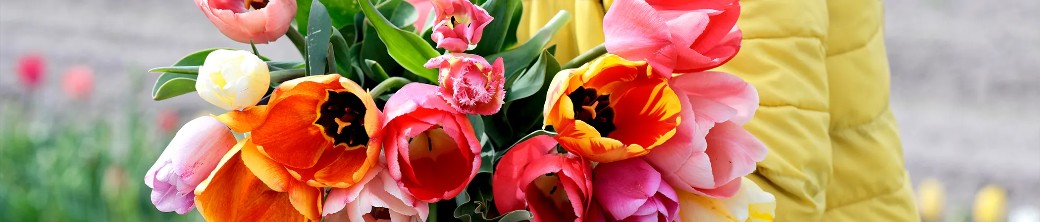 Ein bunter Strauß Tulpen in verschiedenen Farben, darunter Rot, Orange, Pink, Gelb und Weiß, wird vor einem verschwommenen Hintergrund gehalten. Der Hintergrund zeigt unscharf grüne und rote Farbtöne von Blumen und Pflanzen. 