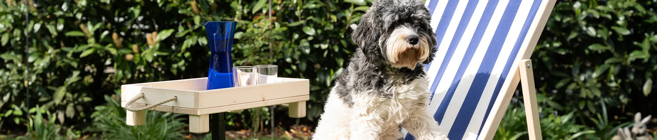 Ein schwarz-weißer Hund sitzt auf einem blau-weiß gestreiften Liegestuhl im Freien. Neben dem Stuhl steht ein kleiner Tisch, auf dem eine blaue Karaffe und zwei Gläser stehen. Im Hintergrund sind grüne Pflanzen zu sehen.
