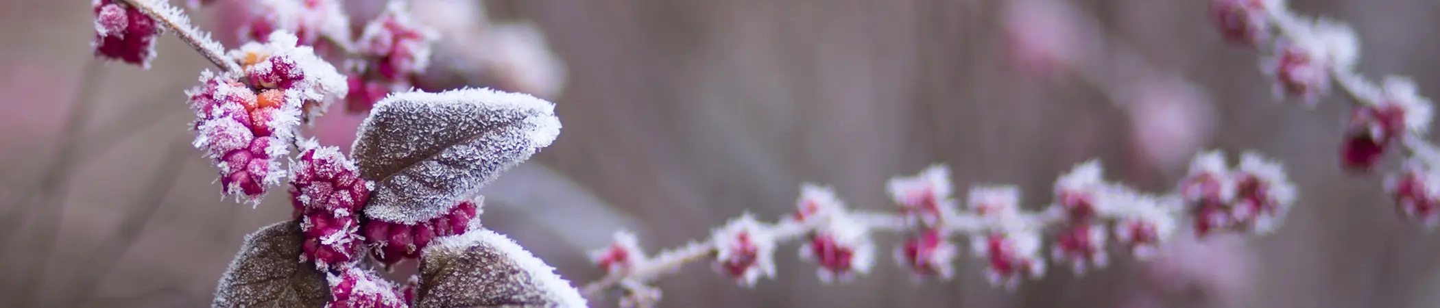 Ein Ast mit lilafarbenen Beeren und Blättern, die von einer dünnen Raureifschicht bedeckt sind. Der Hintergrund ist verschwommen, in sanften Grau- und Lilatönen, wodurch der Fokus auf den frostbedeckten Pflanzen im Vordergrund liegt.