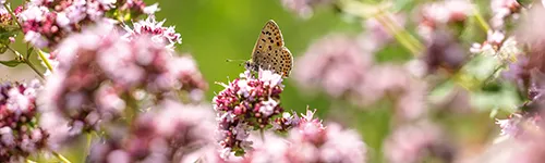 Ein Schmetterling mit bräunlichen Flügeln und schwarzen Punkten sitzt auf einer rosa-weiß blühenden Pflanze, umgeben von mehreren unscharfen Blüten im Vorder- und Hintergrund. Der Bildhintergrund ist grün und verschwommen.
