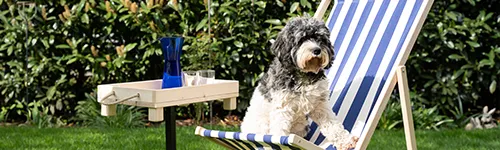 Ein schwarz-weißer Hund sitzt auf einem blau-weiß gestreiften Liegestuhl im Freien. Neben dem Stuhl steht ein kleiner Tisch, auf dem eine blaue Karaffe und zwei Gläser stehen. Im Hintergrund sind grüne Pflanzen zu sehen.