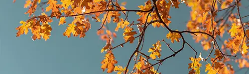 Zweig mit orangefarbenen Herbstblättern vor blauem Himmel.