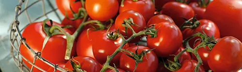 Frische rote Tomaten mit grünen Stielen liegen in einem Drahtkorb. Das Bild zeigt eine Nahaufnahme, bei der die Tomaten von natürlichem Licht beleuchtet werden, was ihre glänzende Oberfläche hervorhebt.