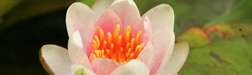 Nahaufnahme einer blühenden Seerose mit weißen Blütenblättern, die einen leichten rosa Schimmer aufweisen. In der Mitte der Blüte sind leuchtend orangefarbene Staubblätter zu sehen. Im Hintergrund sind grüne, unscharfe Blätter erkennbar.