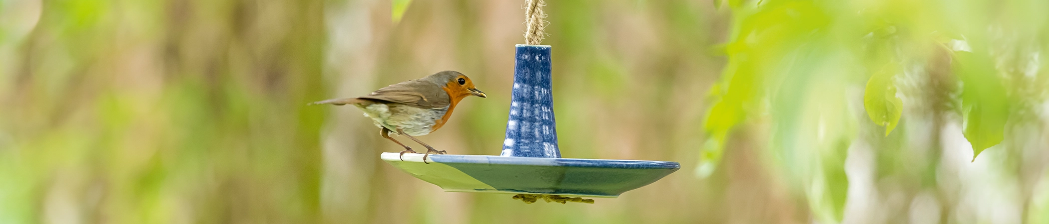 Ein Rotkehlchen sitzt auf einer blauen, hängenden Vogeltränke aus Keramik, umgeben von unscharfen grünen Blättern im Hintergrund.