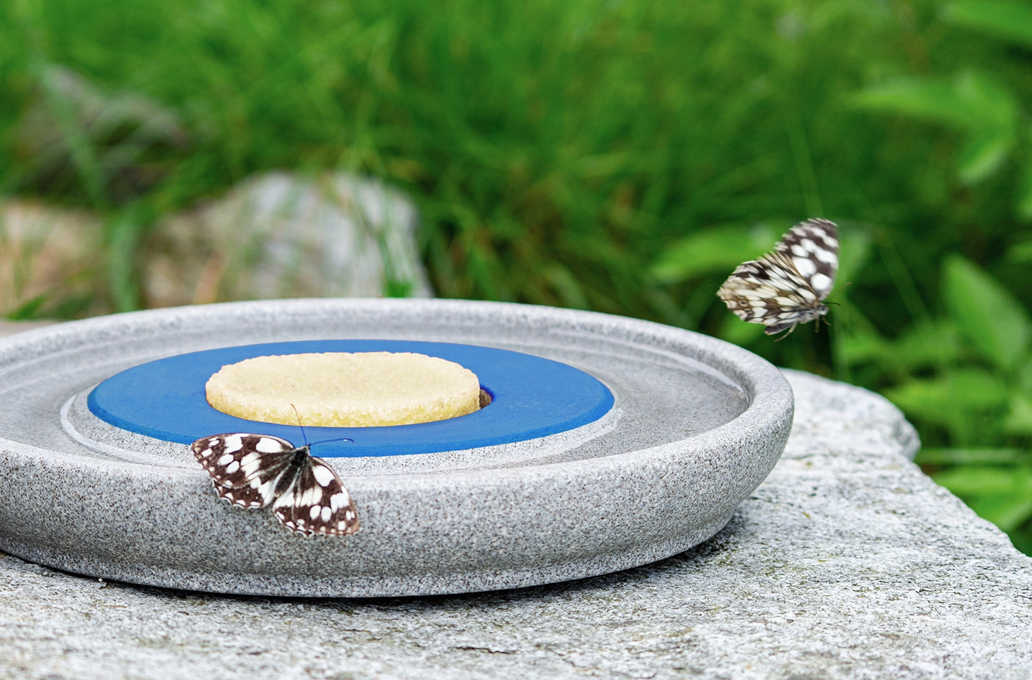 Zwei Schmetterlinge nähern sich einem flachen Steinteller mit einer runden Gelbfläche, auf einem grauen Stein liegend, im Grünen. Bild verlinkt zum Produkt