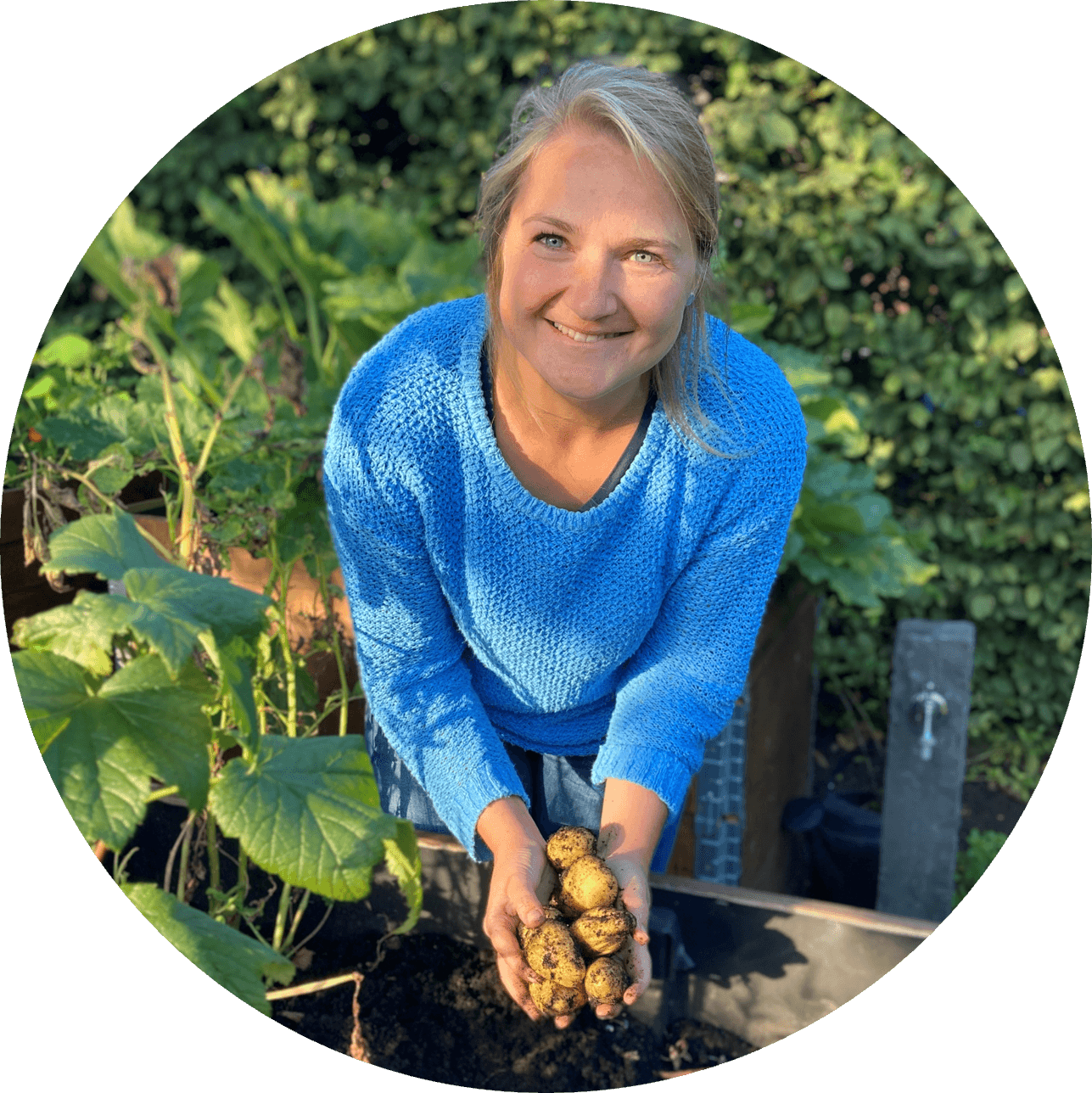 Julia Mensing, in blauem Pullover hält frisch geerntete Kartoffeln in einem Garten, umgeben von Pflanzen. Leitung Garten Ressort Redaktion Landlust