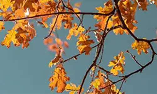 Garten im Herbst