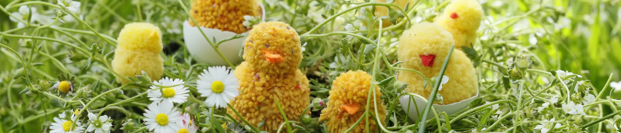 Gelbe Plüschküken sitzen in Eierschalen, umgeben von grünem Gras und weißen Gänseblümchen, in einer Frühlingswiese.