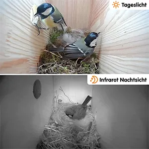 Im oberen Bild im Tageslicht bauen zwei Vögel in einem Nest aus Moos. Im unteren Bild zeigt die Infrarot-Nachtsicht einen Vogel, der nachts im Nest ruht. Bild verlinkt zum Produkt.