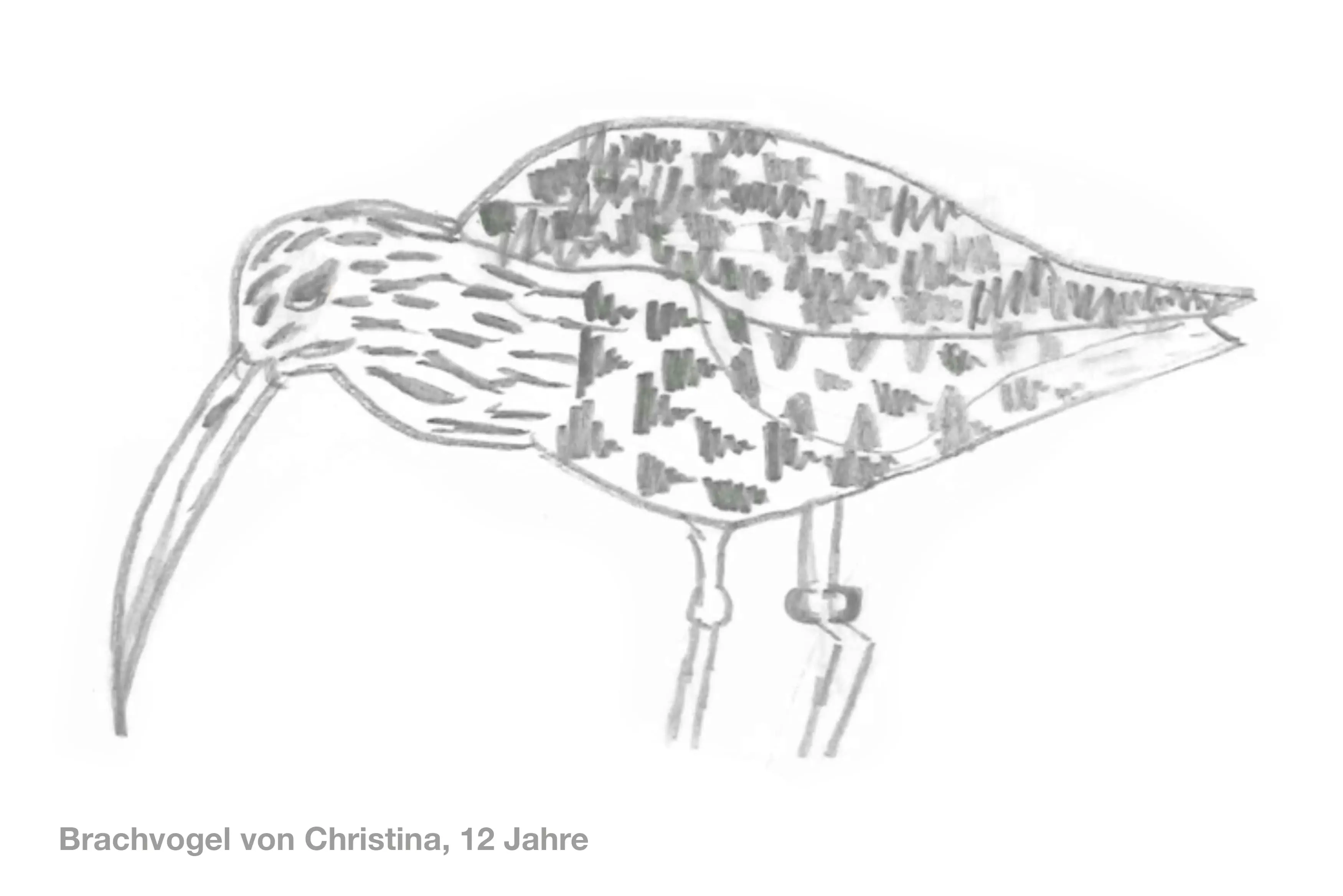 Zeichnung eines Kindes, von einem Brachvogel.