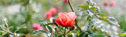 Eine leuchtend orangefarbene Rose in voller Blüte, umgeben von grünen Blättern, vor unscharfem, natürlichem Hintergrund.