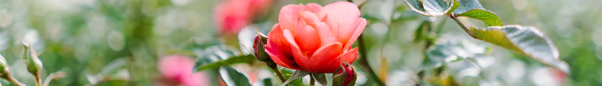 Eine leuchtend orangefarbene Rose in voller Blüte, umgeben von grünen Blättern, vor unscharfem, natürlichem Hintergrund.