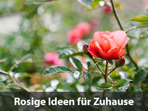 Rosige Ideen für Ihr Zuhause