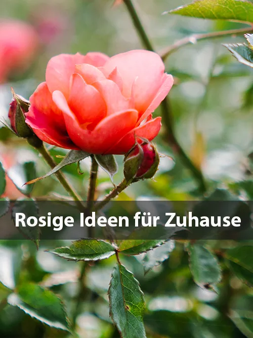 Rosige Ideen für Ihr Zuhause