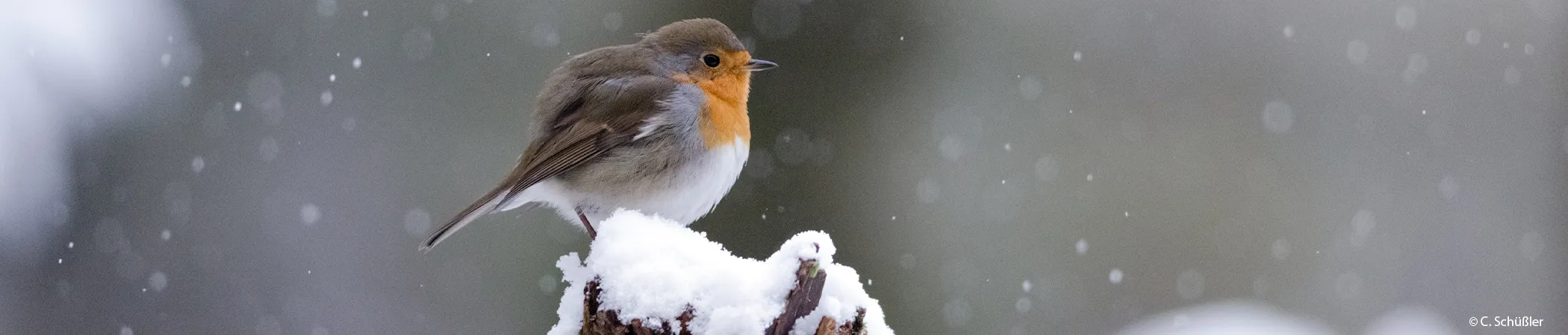 Rotkehlchen sitzt auf schneebedecktem Ast, leichter Schneefall im Hintergrund, unscharfe graue Kulisse.