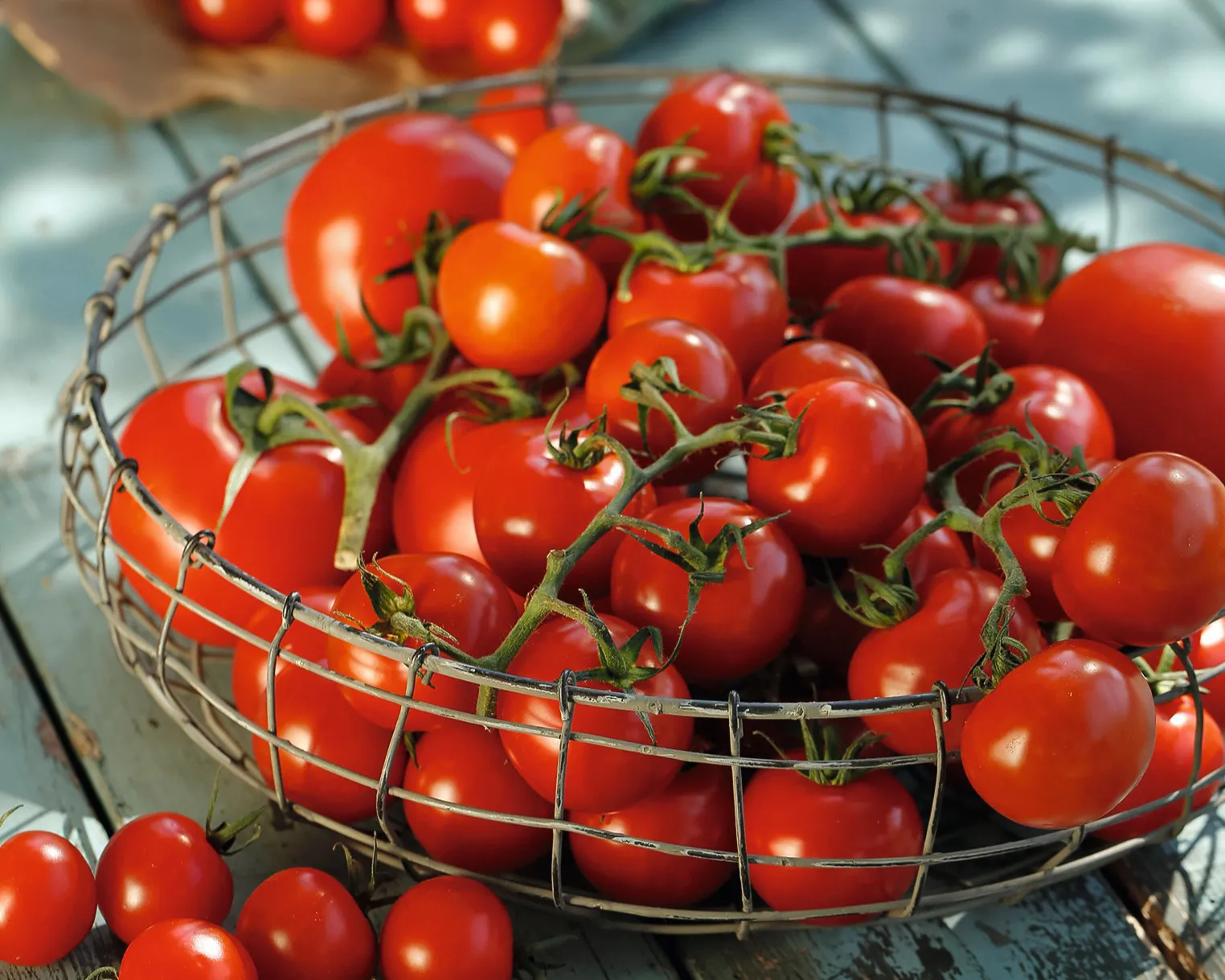 Frische rote Tomaten in einem Drahtkorb auf einem Holztisch im Freien, teilweise im Schatten. Einige Tomaten liegen außerhalb des Korbes. Bild verlinkt zum Workshop.