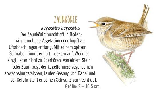Der Zaunkönig